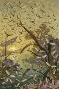 Mayfly by European School